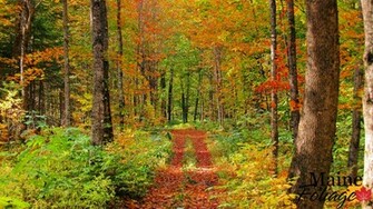 Foliage Wallpaper