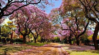 HD Wallpaper Desktop Sakura Tree