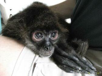 Monkey Pg Screensaver