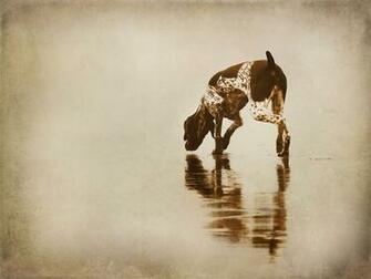 German Shorthaired Pointer Hunting Wallpaper