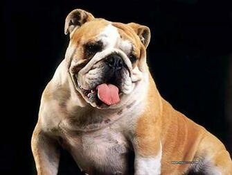 My Dogs Bulldogs Puppies Wallpaper Bulldog Photos