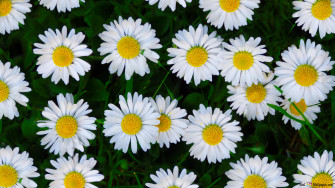 Daisy 4k Wallpaper