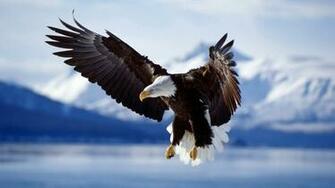 Eagle Bird Looking For Hunting Good Photo Snap HD Wallpaper