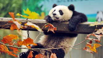 Cute Panda HD Animals 4k Wallpaper Image Photos And