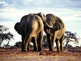 Wild Animals Names HD Wallpaper