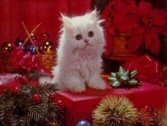 Desktop Wallpaper For Cat Lovers Christmas Wallpapaer