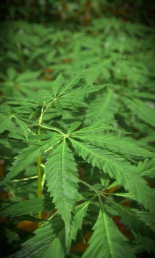Marijuana Live Wallpaper Android Uygulamalar Ve Testleri