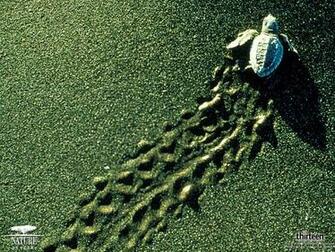 Wallpaper Collection Turtle
