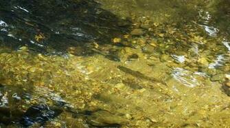 Fly Patterns For Southern Appalachian Brook Trout Fishing
