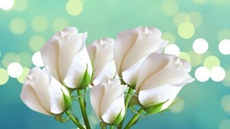 White Roses On A Blue Background For Women March Wallpaper
