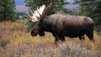 Wild Moose Bull In National Park Denali Alaska Usa Wallpaper