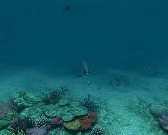 Dolphins 3d Screensaver And Animated Wallpaper Build Pc