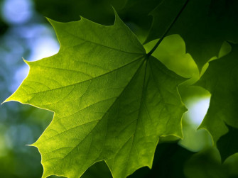 Leaf Wallpaper