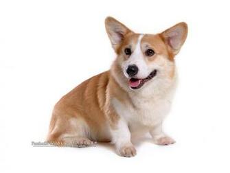 Pembroke Welsh Corgi Wallpaper High Resolution And Quality