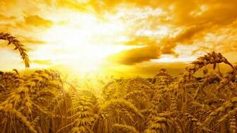 Wallpaper Ears 5k 4k Wheat Sun Sky Yellow Nature