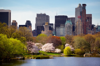 Central Park Spring Wallpaper In