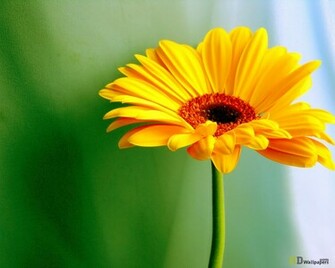 Desktop Wallpaper Yellow Daisy HD