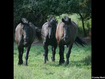Draft Horse Desktop Wallpaper And Screensaver