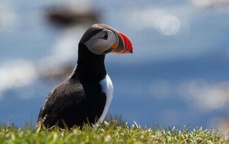 Animal Puffin Wallpaper