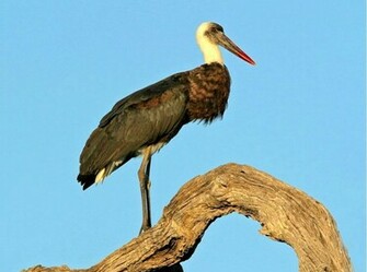 Labels Birds Pictures Wallpaper Stork Bird