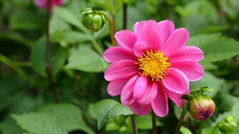 Wallpaper Dahlia Flower Background