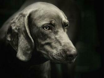 Weimaraner Wallpaper