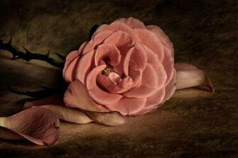 Vintage Rose Wallpaper HD Desktopinhq