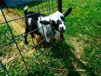 Let Me Ou U T Baby Farm Animals Wallpaper