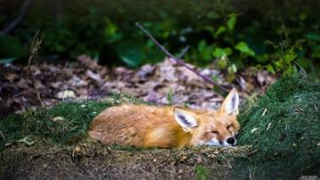 Sleeping Fox Wallpaper Background Kicking Designs