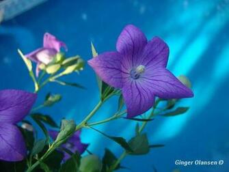 Purple Flower Background Phone Wallpaper By Smileyface123