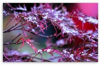 Winter Is Coming HD Desktop Wallpaper High Definition Fullscreen