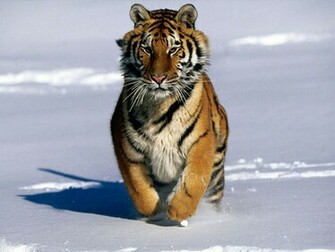 Cat Wallpaper Big Cats