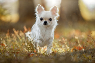 Dog Animal Chihuahua HD Wallpaper