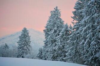 Evening Winter Snow Hills Pine Needles Spruce Trees Wallpaper