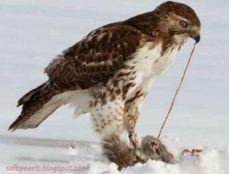 Red Tailed Hawk Pictures Soft Pearls