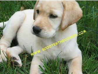 What An Adorable Picture Of Lexi She Is About Or Weeks Old Here