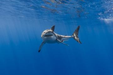4k Shark Wallpaper Background Image