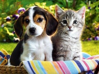 All Wallpaper Kitten And Puppy HD