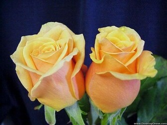 Desktop Wallpaper Flowers Background Yellow Roses