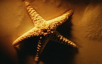 Starfish Wallpaper