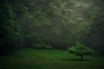 Dark Green Forest Wallpaper
