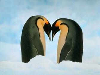 Loveheart Penguins Screensaver Screensavers