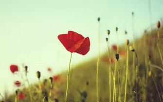 Poppy Desktop Background Wallpaper