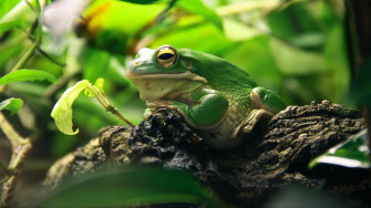 Frog Leaves Shade Shelter 4k Rare Gallery HD Wallpaper