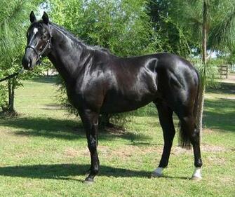 Thoroughbred Horse