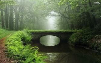 Overgrown Bridge Foggy Wood Wallpaper