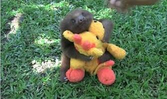 Sloth Sunglasses Wallpaper Baby Sloths And So Much More