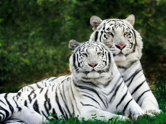 Tiger Wallpaper Tigers
