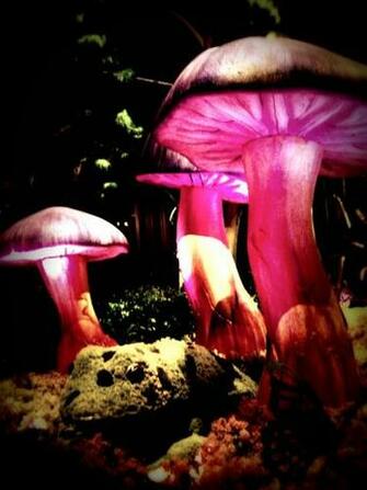 Go Back Image For Magic Mushrooms Wallpaper