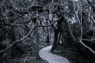 Haunted Forest Wallpaper And Forbidding Forests